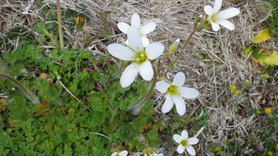 2019-04-29 18 Meadow Saxifrage.JPG